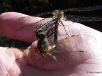 Falkenlibelle (Cordulia aenea) 2